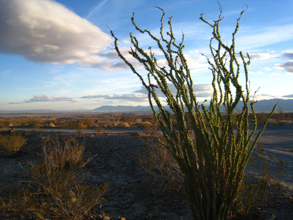 Ocotillo (5100)