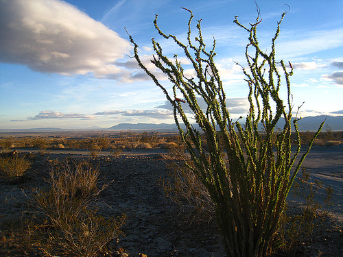 Ocotillo (5100)