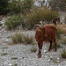 20061103 0882DSCw [F] Ziege, Verdon-Canyon, Cote d'Azur