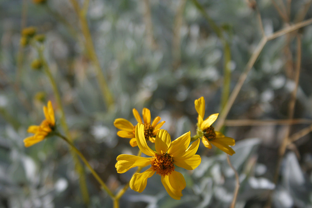 Yellow Desert Flower (3431)