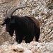 20061103 0884DSCw [F] Ziegenbock, Verdon-Canyon, Cote d'Azur