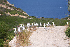 Illa de sa Dragonera - Mallorca