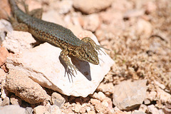 Lizard on the Illa de sa Dragonera - Mallorca
