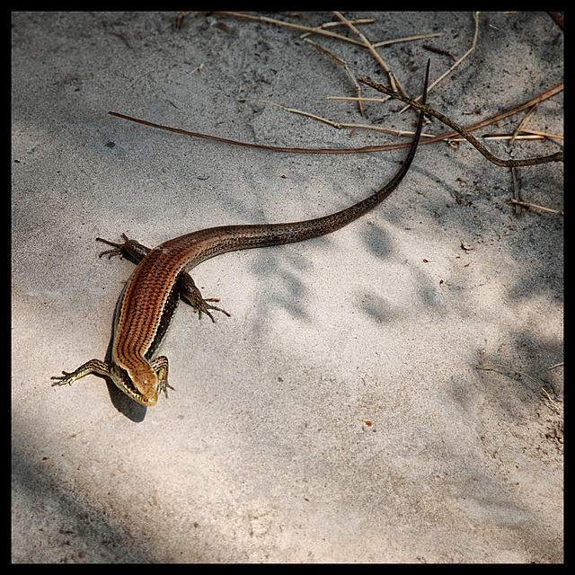 vietnamese lizard