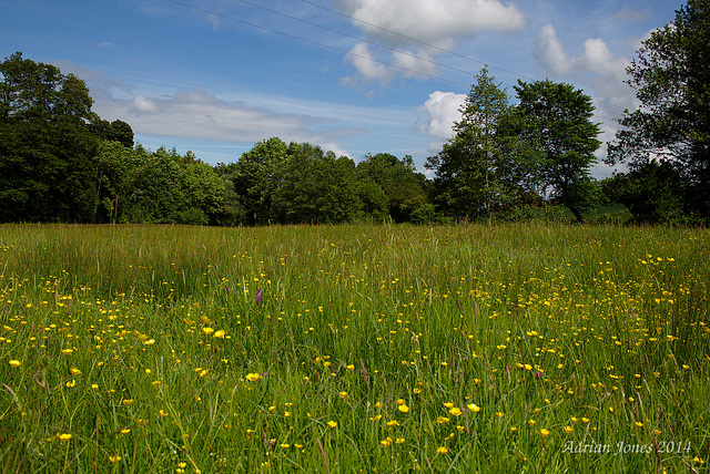 Sweeney Fen Nature Reserve