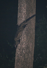 Palm Civet in Manas
