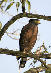 Crested Serpent Eagle - Kaziranga