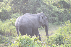 Huge female wild Asian Elephant in Kaziranga