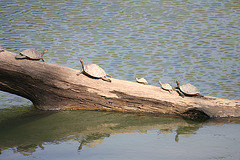 Two species of turtles in Kaziranga