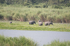 Asian Elephants in central Kaziranga