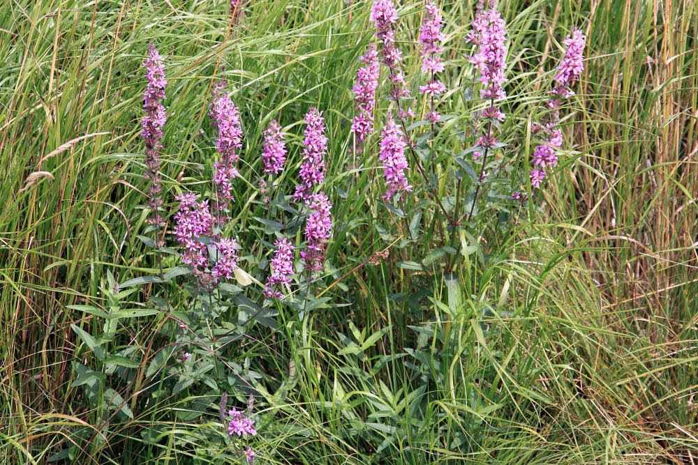 20090813 0147Aw [D~MI] Blume, Kl Kohlweißling, Großes Torfmoor, Hille