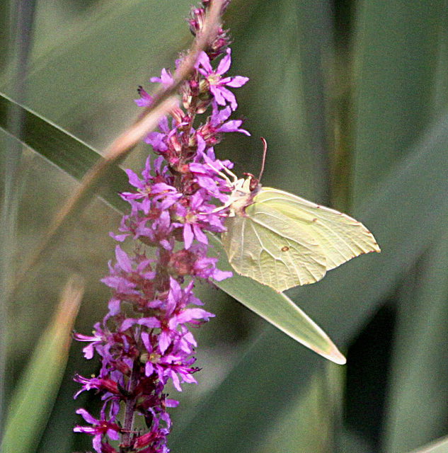 20090813 0180Aw [D~MI] Zitronenfalter (Gonepteryx rhamni), Blutweiderich (Lythrum salicaria), Großes Torfmoor, Hille