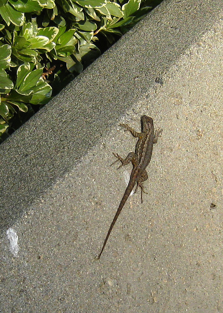 CSUSB Lizard (4878)