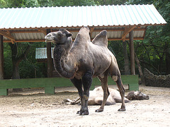 Kameloj
