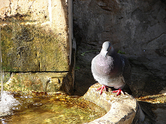 20061106 0903DSCw [F] Brunnen, Straßentaube, Saint-Paul-de-Vence, Cote d'Azur