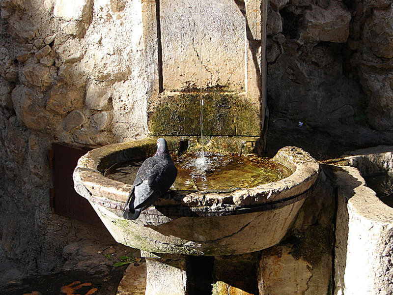 20061106 0905DSCw [F] Brunnen, Straßentaube, Saint-Paul-de-Vence, Cote d'Azur