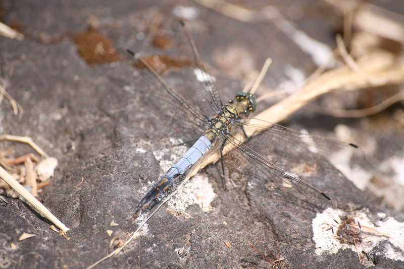 Dragonfly - Mallorca