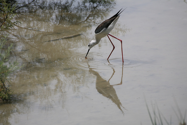 Black-winged Stilt - Mallorca