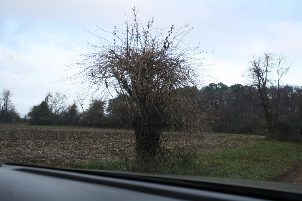 13.NoPointFarm.Dameron.MD.26November2009