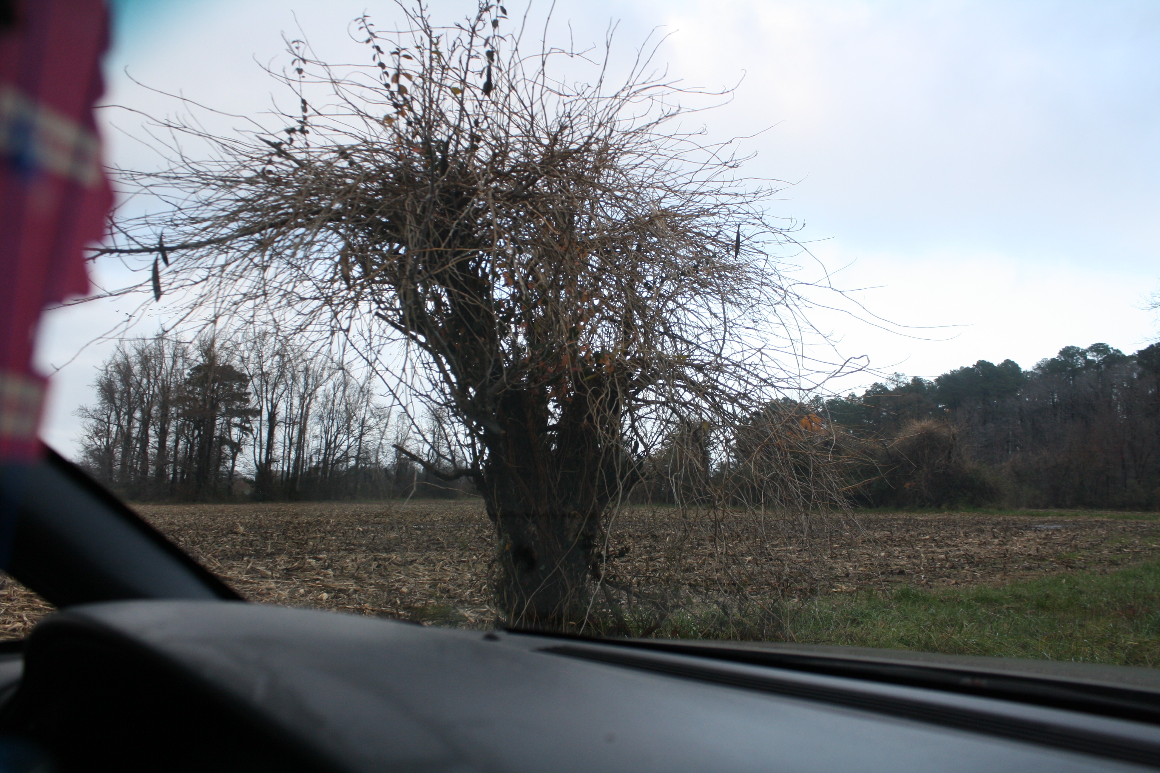 14.NoPointFarm.Dameron.MD.26November2009