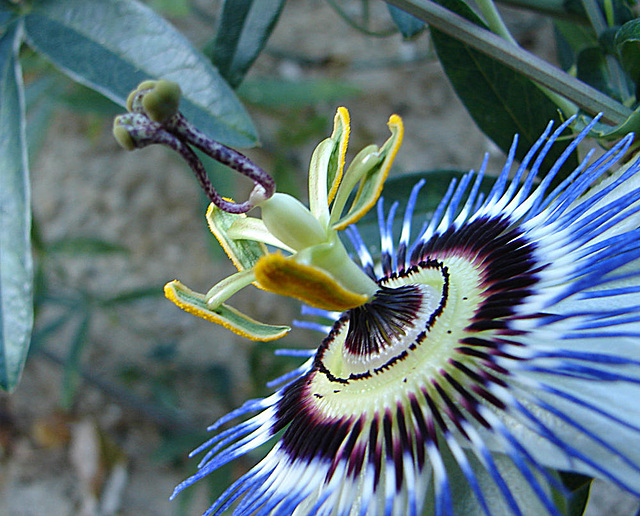 20061106 0925DSCw [F] Passionsblume (Passiflora caerulea), Saint-Paul-de-Vence, Cote d'Azur