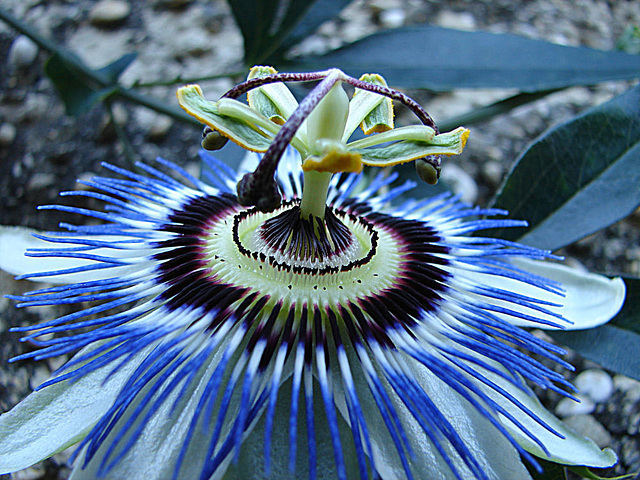 20061106 0926DSCw [F] Passionsblume (Passiflora caerulea), Saint-Paul-de-Vence, Cote d'Azur