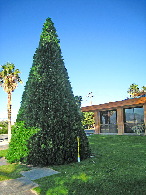 Christmas Tree 2009 (4853)