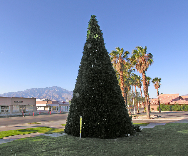 Christmas Tree 2009 (8795)
