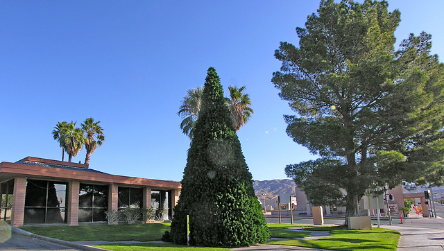 Christmas Tree 2009 (8799)