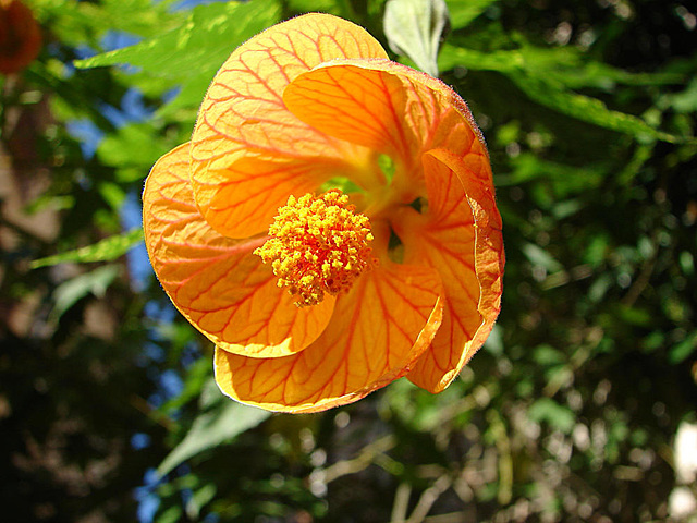 20061106 0930DSCw [F] Roseneibisch (Hibiscus), Saint-Paul-de-Vence, Cote d'Azur