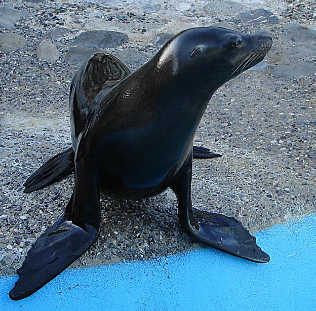 20061106 0937DSCw [F] Seelöwe, Marineland, Antibes