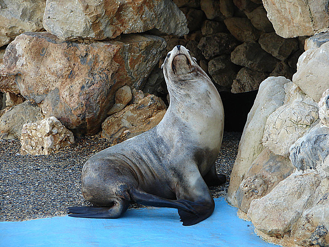 20061106 0942DSCw [F] Seelöwe, Marineland, Antibes