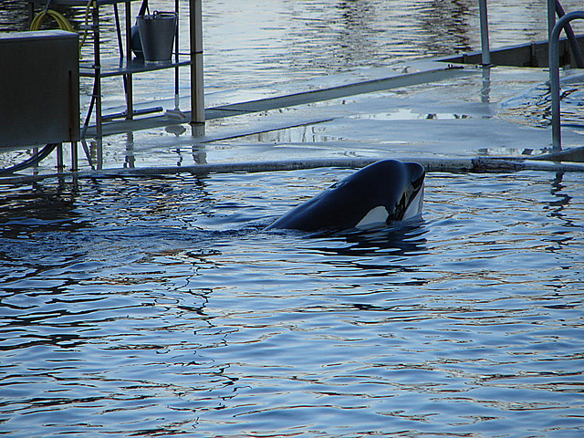 20061106 0943DSCw [F] Schwertwal, Orca, Marineland, Antibes