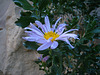 Borrego Aster (5131)