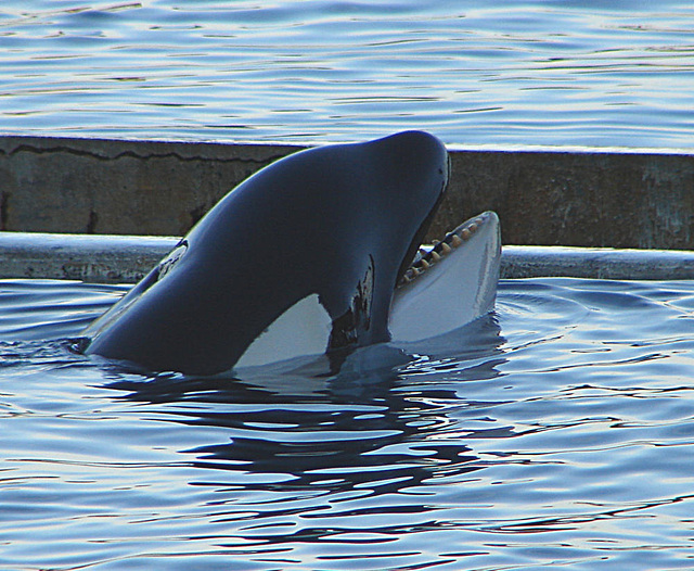 20061106 0947DSCw [F] Schwertwal, Orca, Marineland, Antibes