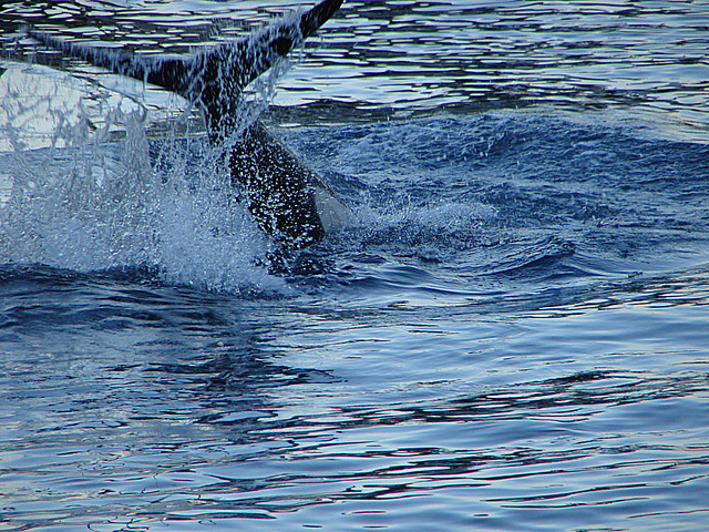 20061106 0948DSCw [F] Schwertwal (Orcinus orca), Marineland, Antibes, Cote d'Azur