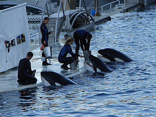 20061106 0950DSCw [F] Schwertwal, Orca, Marineland, Antibes