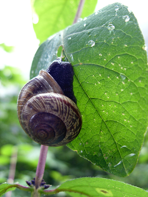 Schnecke auf Blatt