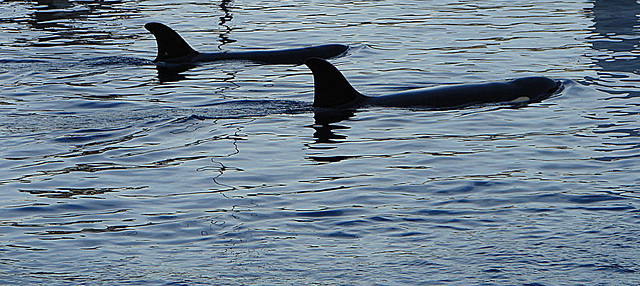 20061106 0952DSCw [F] Schwertwal, Orca, Marineland, Antibes