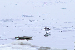 Winterwattläufer