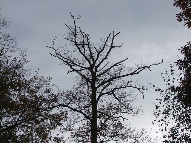 Mort d'un arbre...