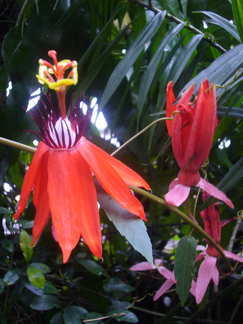 München - Botanischer Garten