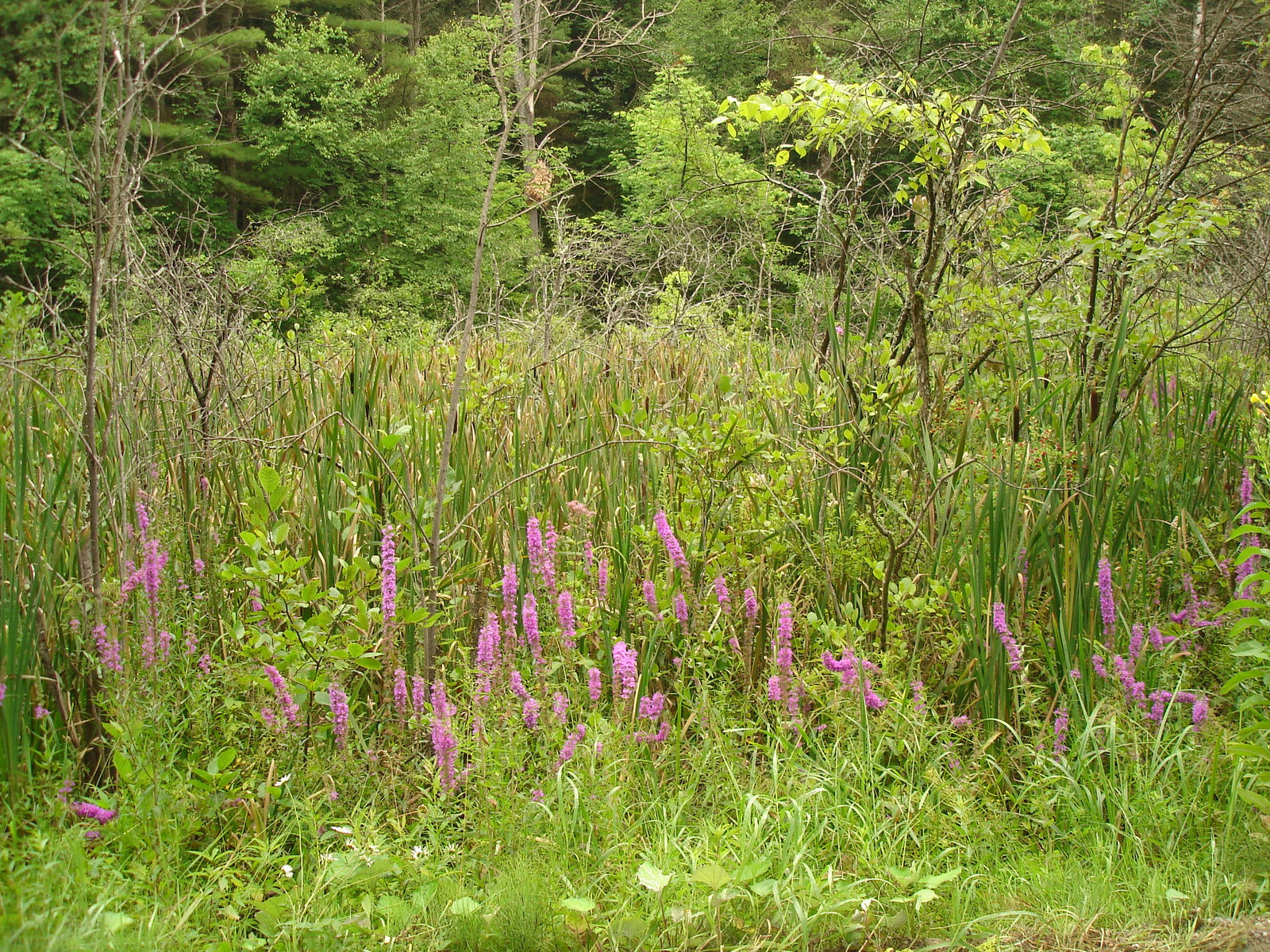 Half moon state park - Wild flowers / Fleurs sauvages.