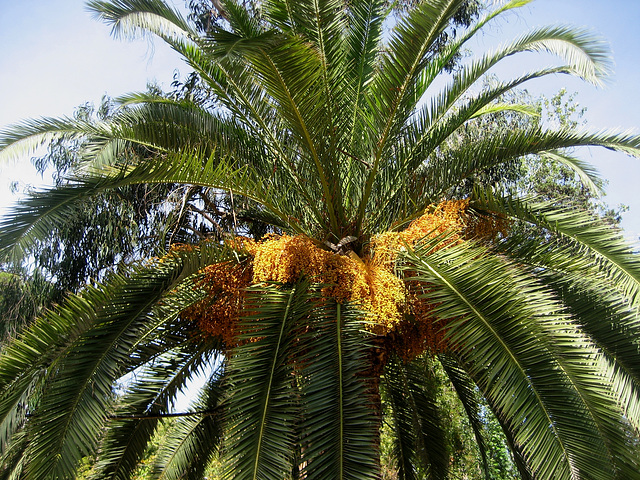 Oeiras, Municipal Garden, golden palm tree