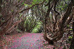 Portmerion gardens - Rhododendrons