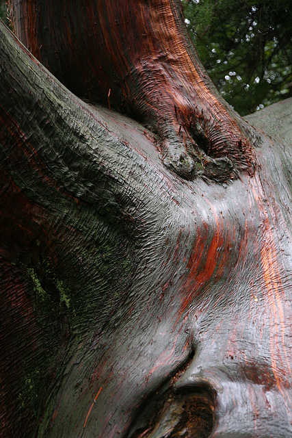 Tree bark in Portmerion gardens