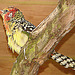 20090527 0158DSCw [D~LIP] Flammenkopf-Bartvogel 28