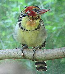 20090527 0160DSCw [D~LIP] Flammenkopf-Bartvogel 28