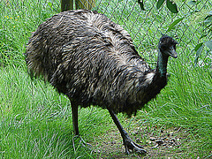 20090527 0163DSCw [D~LIP] Emu