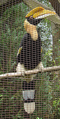 20090527 0168DSCw [D~LIP] Doppelhornvogel  (Buceros bicornis), Detmold